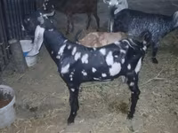 Cabro, Beetal goats — foto 3