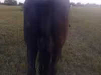 Kanca, Nonius horse — 2. fotó