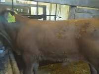 ثور, Simmental cattle — الصورة 2