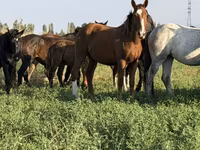 فرس, الخيول — الصورة 7