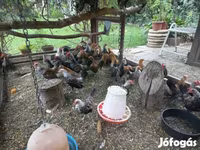 Dutch Bantam — photo 4