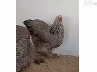 Brahma — photo 1