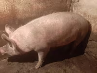 Locha, Świnie — zdjęcie 4