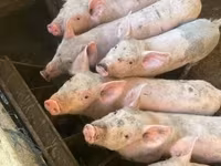 Pigs (batch, sex not specified), Pigs — photo 1