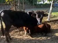 Toro, Vaca Limousin — foto 1