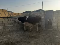 Tehén, Simmental cattle — 4. fotó