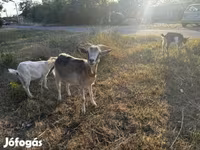 Cabra, Cabras — foto 4