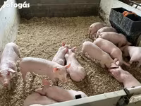 Pigs (batch, sex not specified), Гипор — photo 2