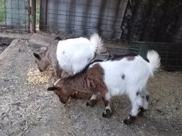 Ешкі, Ешкілер