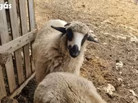 Sheep, Tsigai sheep — photo 3