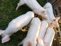 Säue, Schweine — Foto 3