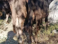 Býk, Simmental cattle — foto 6