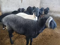Bélier, Moutons — photo 5