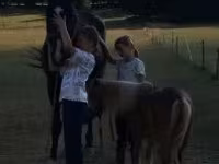 घोड़ा, Dutch warmblood horse — फ़ोटो 1