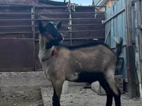 Cabras (lote, sexo no especificado), Cabras — foto 3