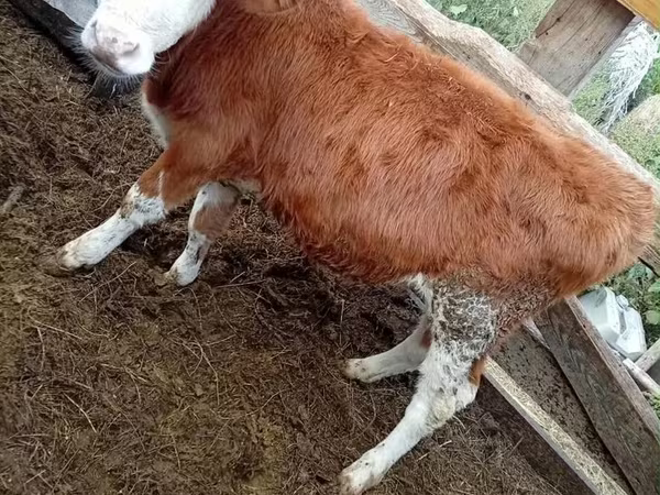 Býk, Kazachská bílá hlava kráva