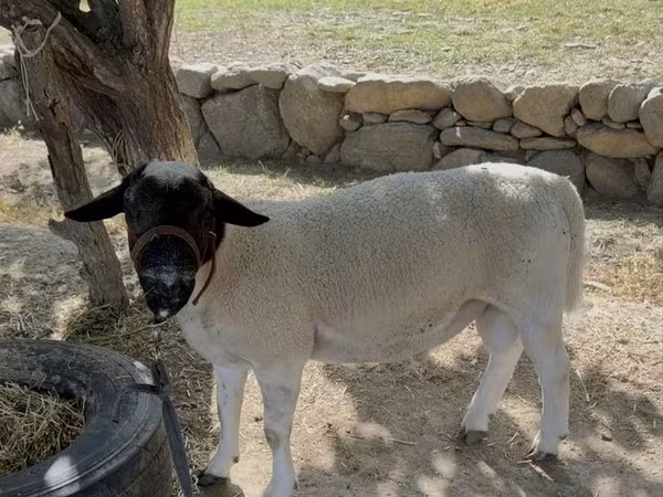 Baran, Dorper sheep
