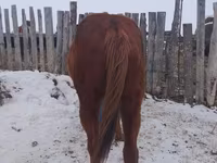 حصان, Russian Don — الصورة 1