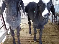 Kos, Blackheaded Persian sheep — 5. fotó
