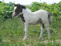 Hing, American shetland pony — 4. fotó