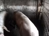 母猪, Pigs — 照片 1