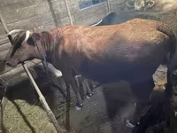 بقرة, Swiss cattle — الصورة 1