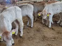Rinder (Partie, Geschlecht nicht angegeben), Simmental cattle — Foto 4
