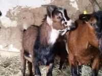 公山羊, Goats — 照片 2
