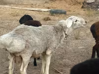 Қошқар, Қойлар — 3-сурет