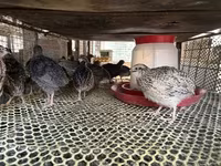 Quails — foto 2