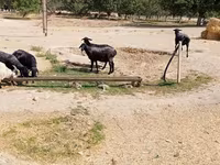 Sheep (batch, sex not specified), Sheep — photo 7