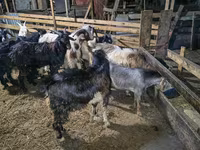 Bak, Kecskék — 5. fotó