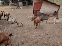 Cabro, Cabras — foto 2
