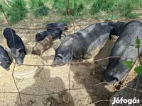 Boar, Вьетнамская вислобрюхая — photo 7