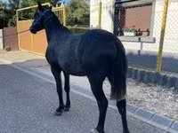 Cheval, Chevaux — photo 2