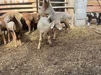 Owca, Arashan sheep — zdjęcie 2