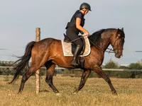 घोड़ा, Hungarian horse breed — फ़ोटो 2