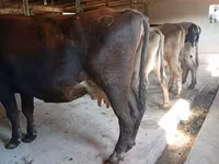 母牛, Alatau breed — 照片 2