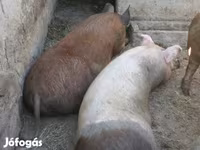 母猪, Дюрок — 照片 3