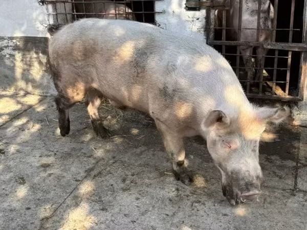 خنزير ذكر, الخنازير — هنغاريا
