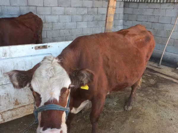 Сиыр, Latvian Blue cattle