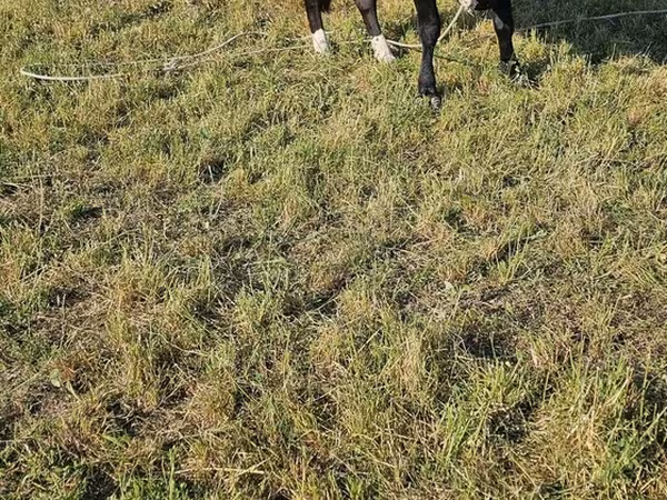 Bika, Holstein fajta