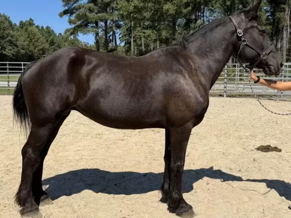 Kanca, Percheron