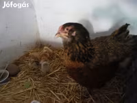 Chickens — फ़ोटो 1