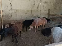 Qoyunlar (partiya, cinsi göstərilməyib), Qoyunlar — foto 7