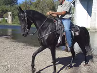 Égua, Tennessee Walking Horse — foto 2