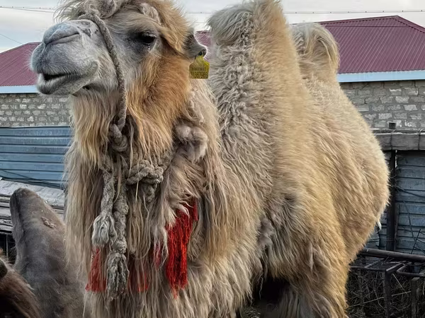 Teve, Kazakh Bactrian camel