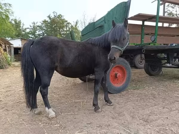 Klisna, Koně — Maďarsko