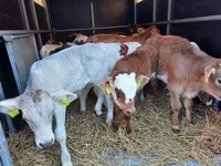 公牛, Simmental cattle — 照片 4