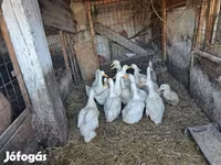 Ducks — Foto 4
